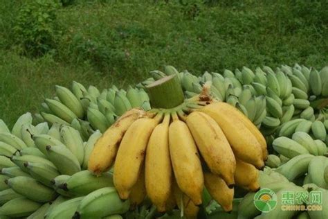 香蕉批发价多少钱