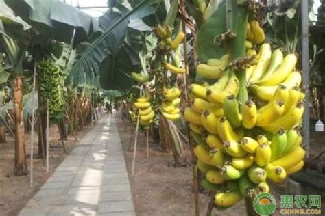 香蕉树在北方可以种植吗