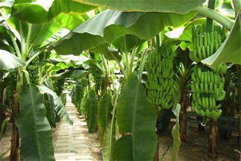 香蕉生长周期一般多久