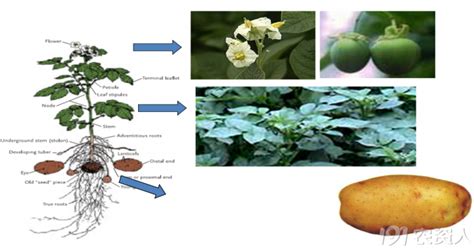 马铃薯的栽培流程
