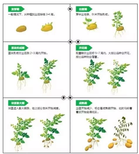 马铃薯种植技术方法图