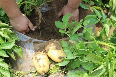 马铃薯种植最简单方法过程