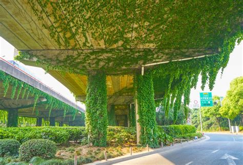 高架桥下绿化植物