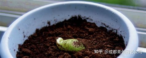 魔豆种子怎么种植