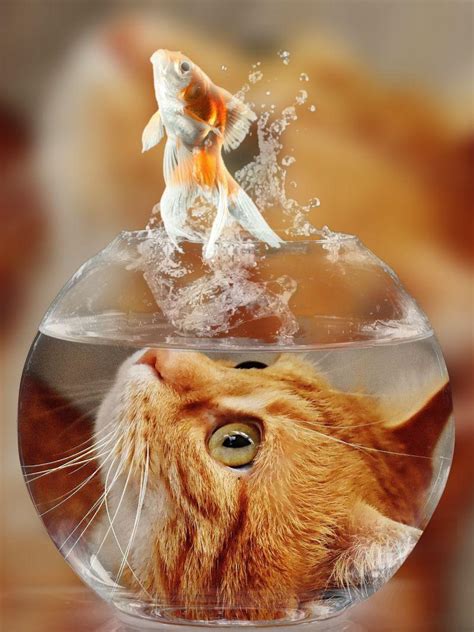 鱼跳出鱼缸被猫吃了