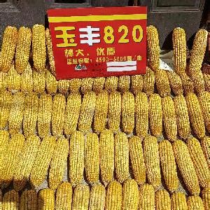 鲜玉米批发市场价格表