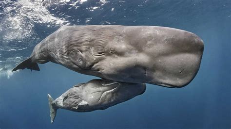 鲸用一个肺呼吸