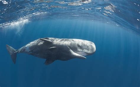 鲸鱼为什么不是鱼类而是哺乳类