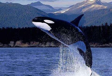 鲸鱼是淡水动物嘛