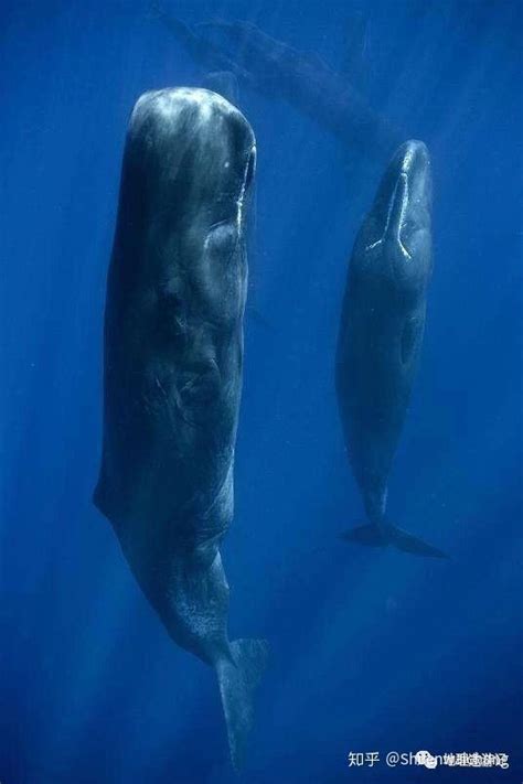 鲸鱼的类别