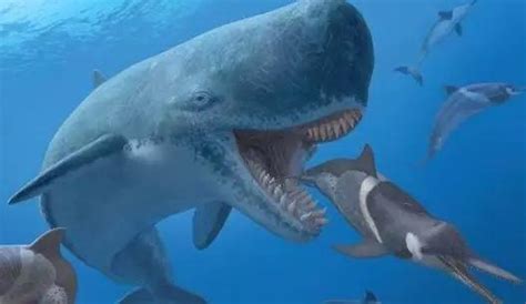 鲸鲨和蓝鲸哪个大