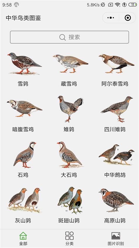 鸟的名字大全9000种