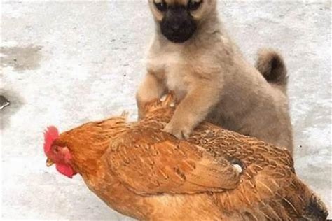鸡和狗配婚姻如何
