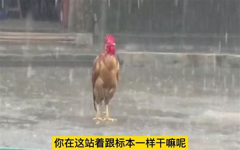 鸡淋雨后站立不稳