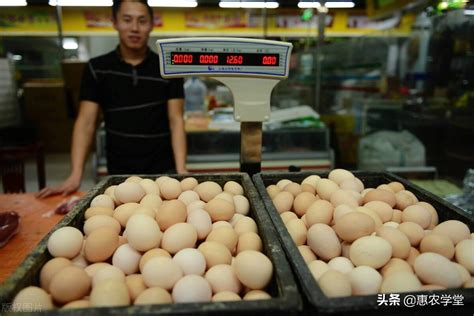 鸡蛋价格为何越来越高