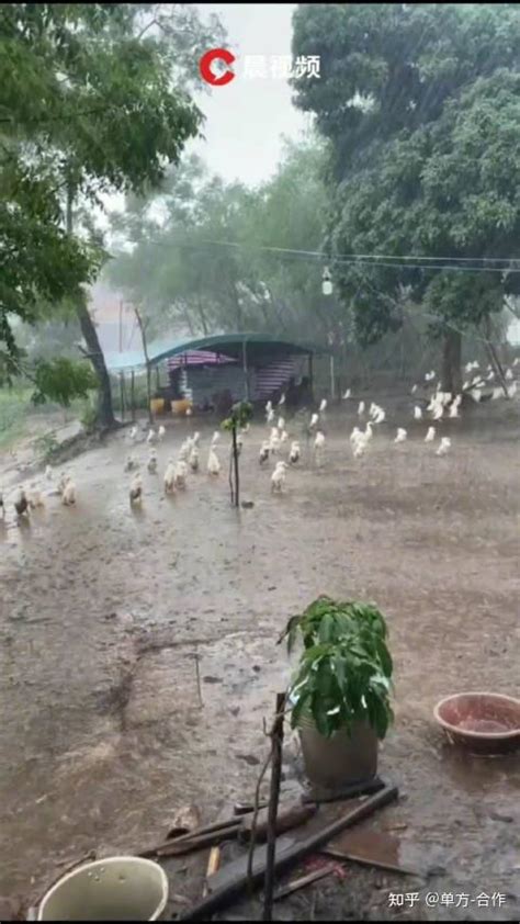 鸭子暴雨中集体站立淋雨