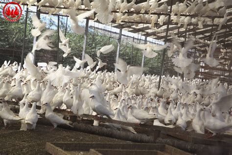 鸽子养殖产业报告