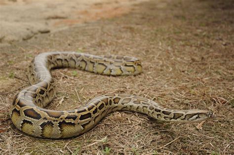 黄山蟒蛇种类图片