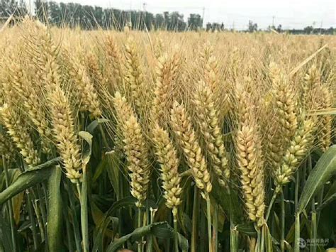 黄淮种植的小麦优质高产品种