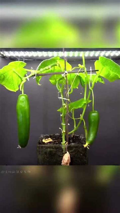 黄瓜的生长过程作文