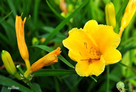 黄花种植适合哪种土壤