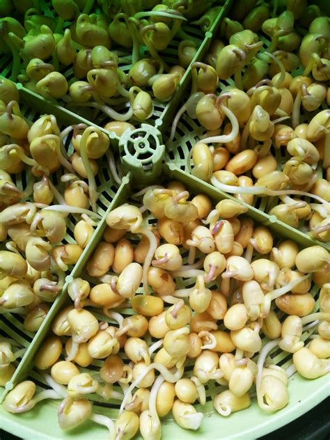 黄豆芽种法过程