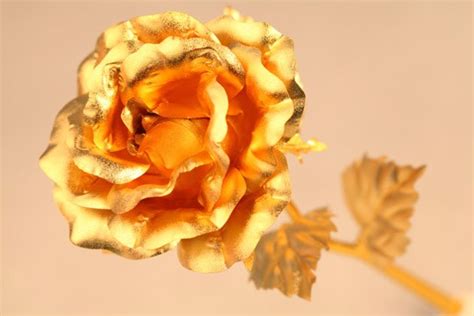 黄金玫瑰花寓意