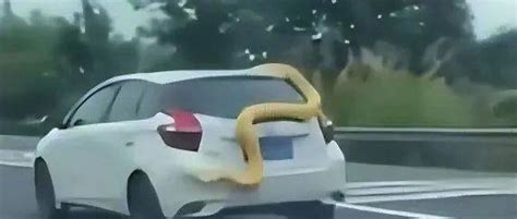 黄金蟒蛇盘踞轿车