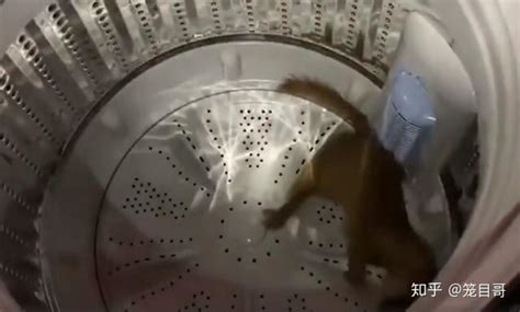 黄鼠狼意外躲进洗衣机中不出来