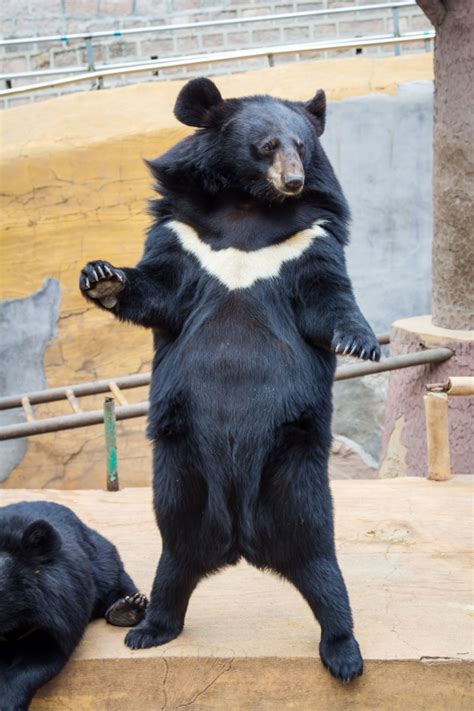 黑熊站立太像人被怀疑