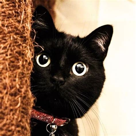 黑猫取什么名字好听又可爱