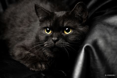 黑猫起名可爱