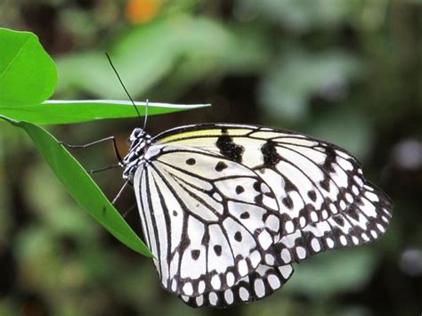 黑白蝴蝶品种