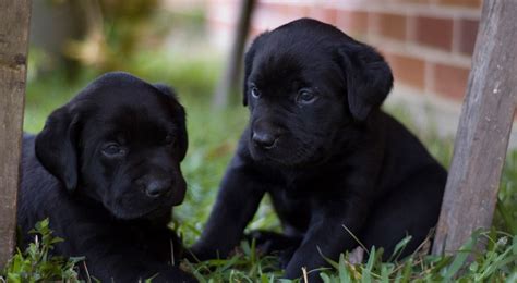 黑色拉布拉多幼犬叫什么名字好