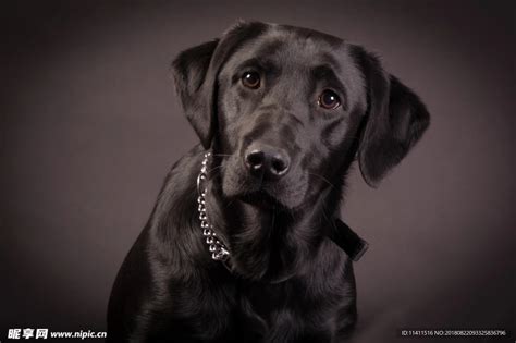 黑色的拉布拉多犬应该取什么名字