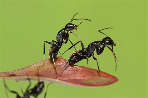 黑蚂蚁太多了