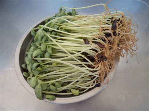 黑豆芽苗菜的种植技巧