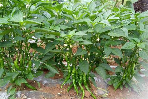 黑辣椒苗的种植方法