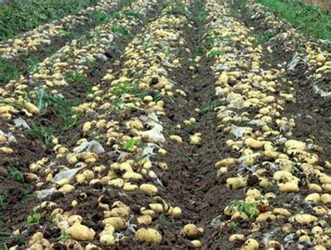 黑龙江土豆种植时间和方法