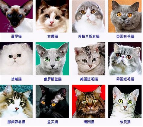 100个可爱猫名字