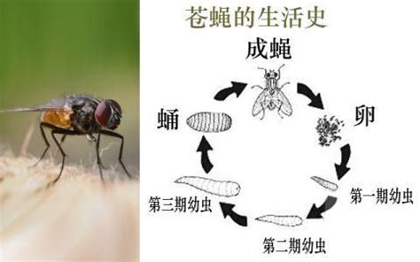 100种灭蝇方法