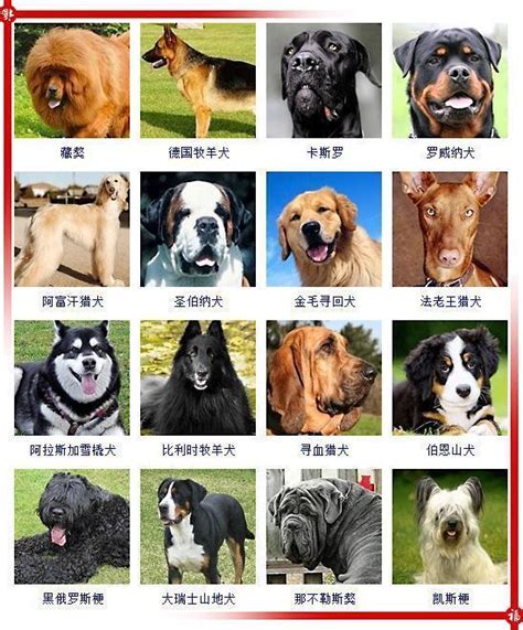 100种狗图片