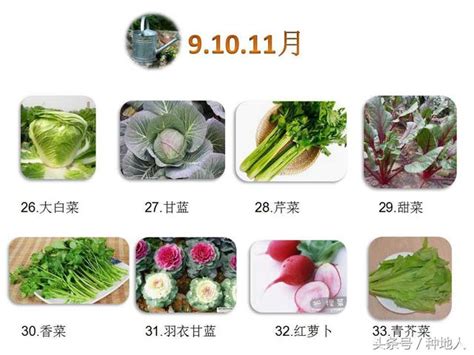 11月份适合种植的蔬菜