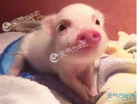 19年出生的猪宝宝取名