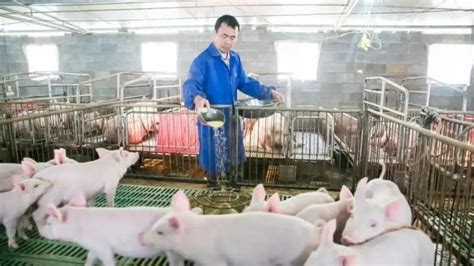 2023四川的猪价如何