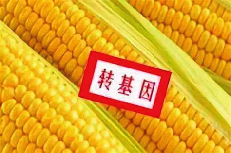 2024年黑龙江放开转基因玉米了吗
