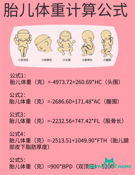25周胎儿标准对照表