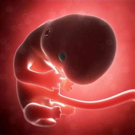 28周胎儿一般有几斤啊