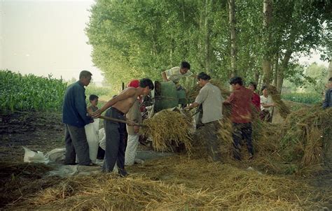 30年前河南信阳农村收稻子