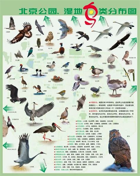 300种鸟图谱大全